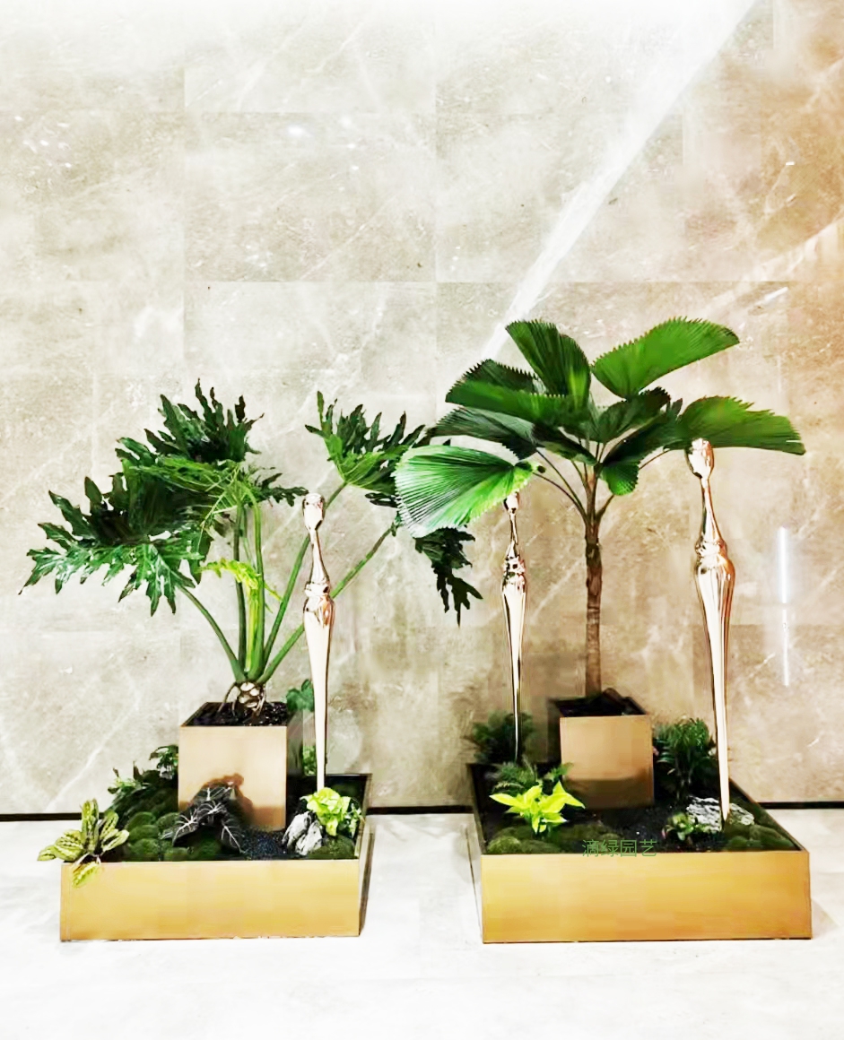 春羽+蒲葵+小组合组合