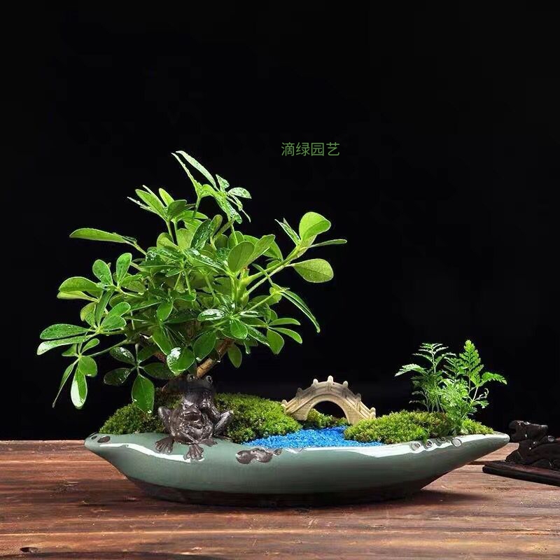 小鸭脚木+狼尾蕨组合