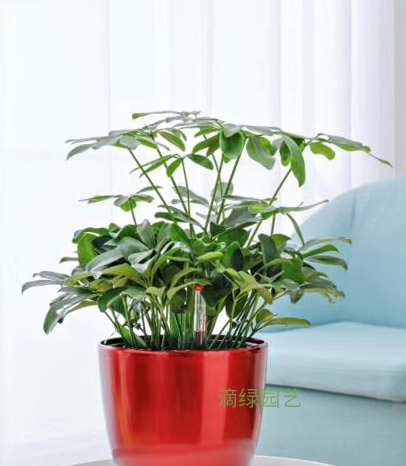 鸭脚木