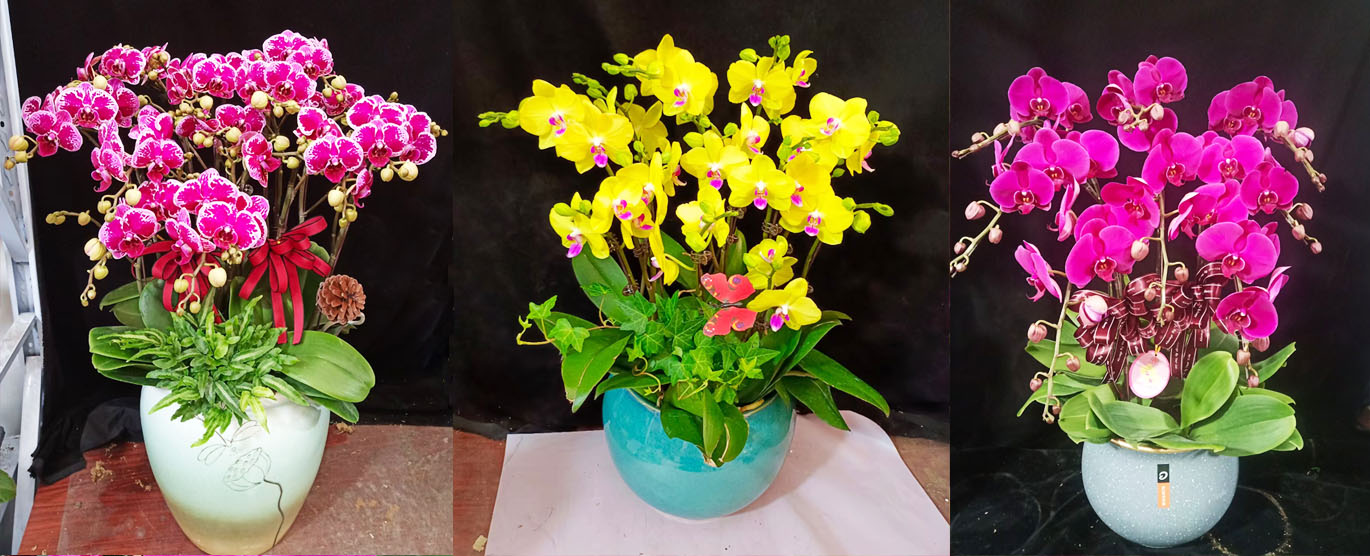 办公室绿植蝴蝶兰
