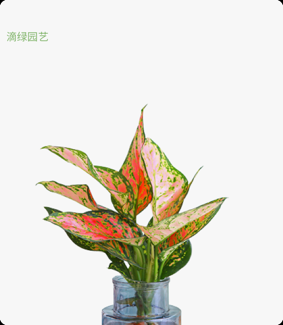 如意皇后