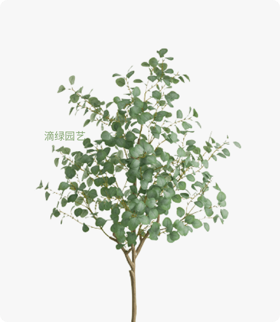 尤加利