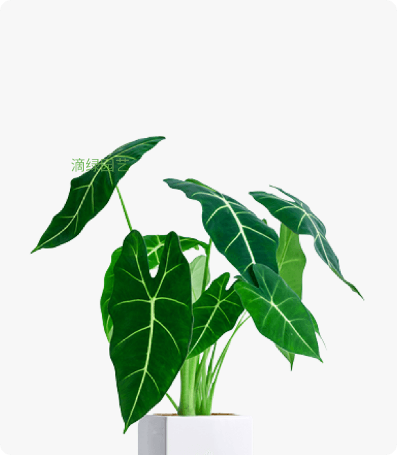 萨利安海芋