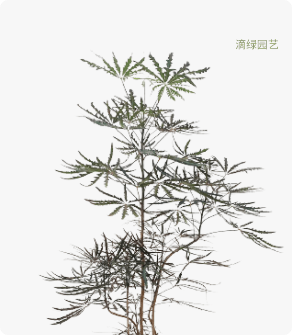 造型孔雀木