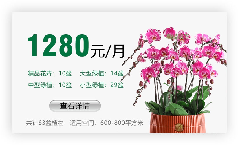 绿植套餐