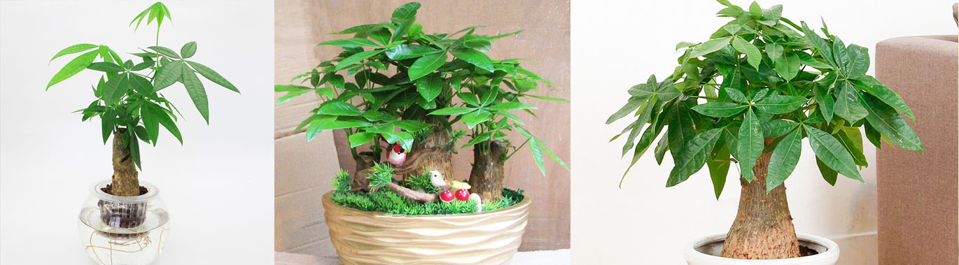 办公室绿植发财树