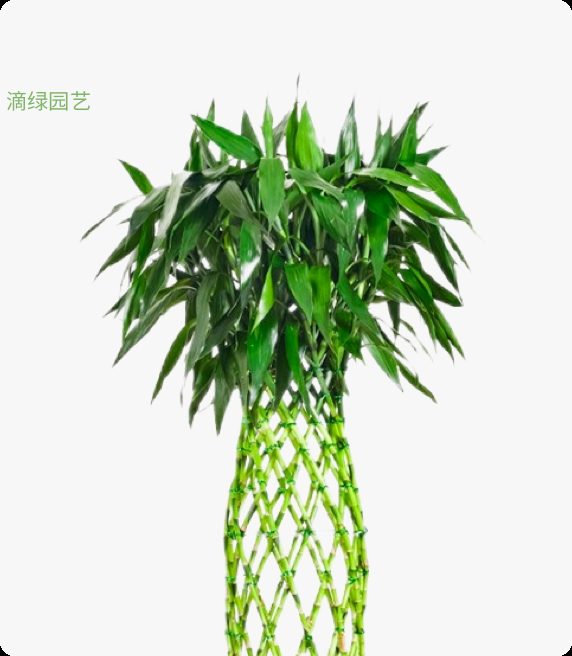 富贵竹笼