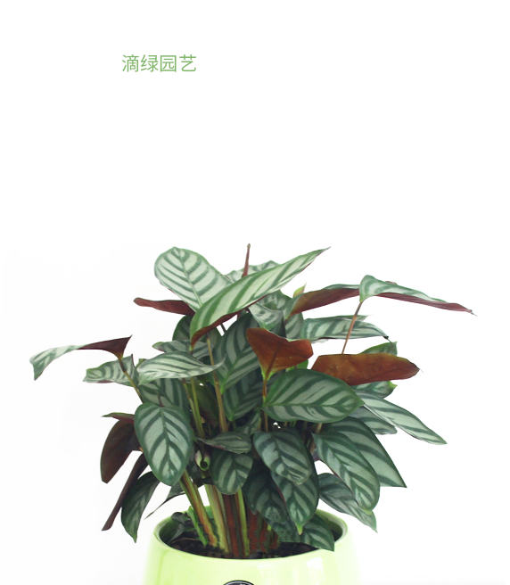 飞羽竹芋