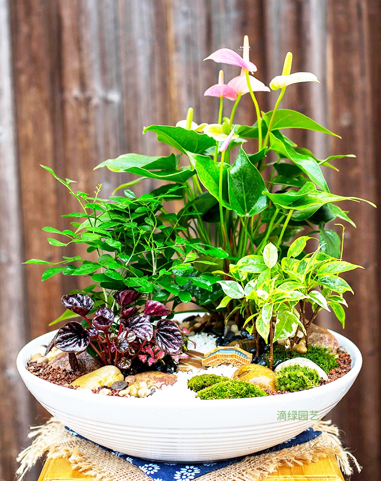 粉掌+小植物组合