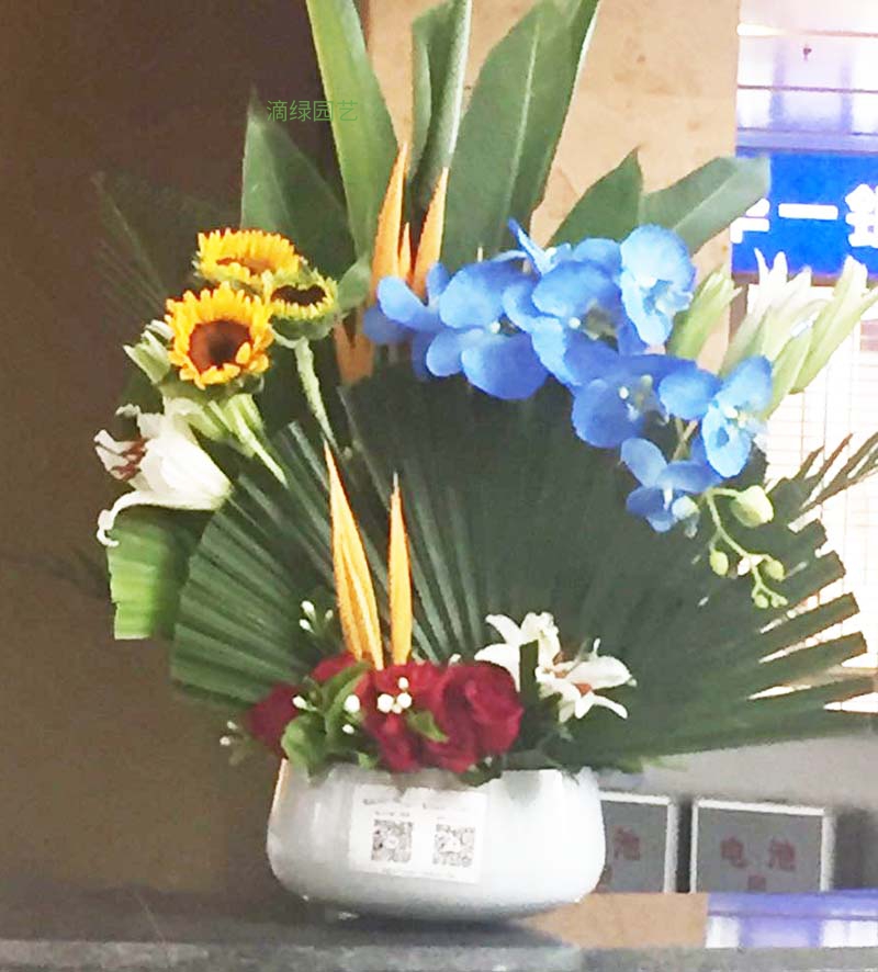 向日葵天堂鸟蝴蝶兰前台台花