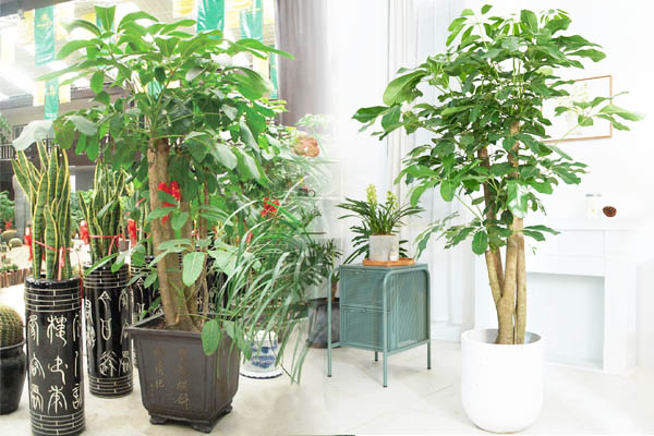摇钱树在绿植租摆过程中的运用寓意