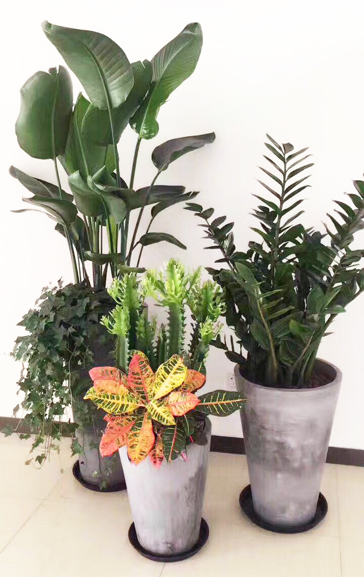 天堂鸟  金钱树 变叶木 草花等组合