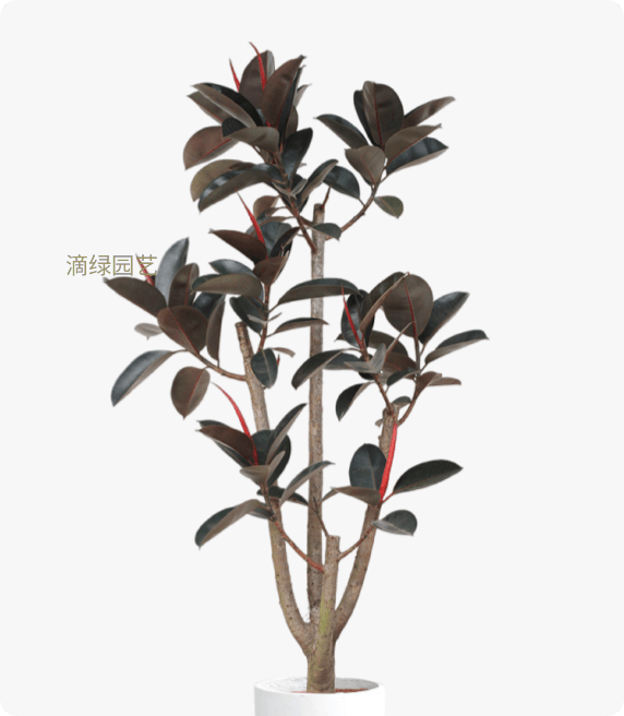 造型黑金刚