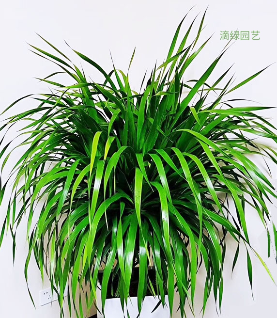 龙血树