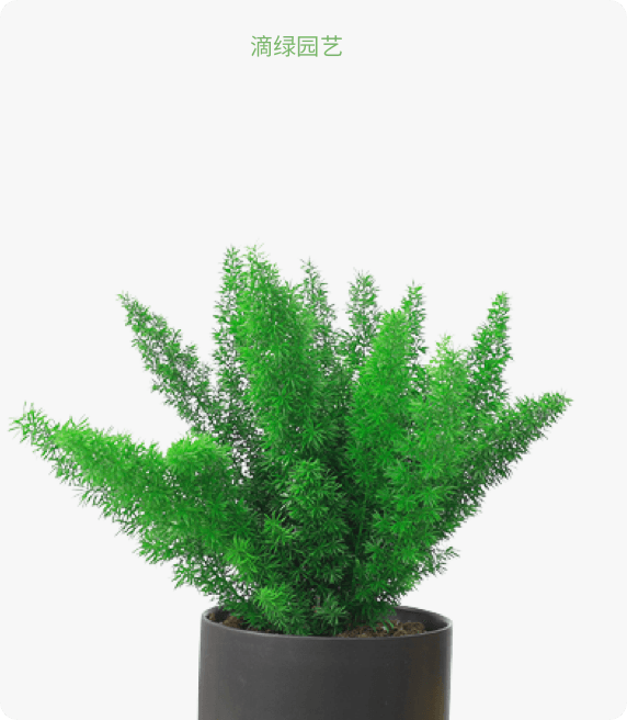 狐尾天门冬