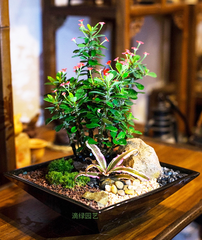 铁海棠+苔藓+小植物组合