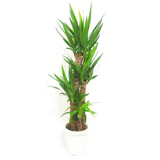 荷兰铁