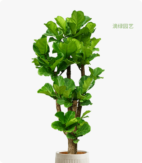 造型琴叶榕