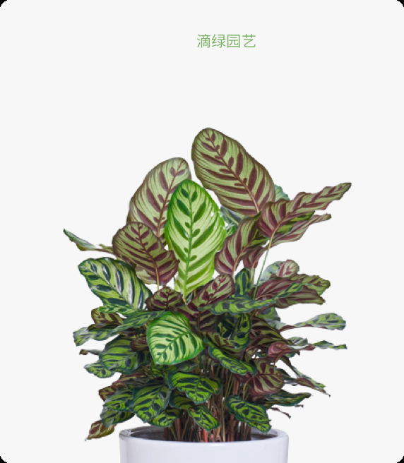 孔雀竹芋