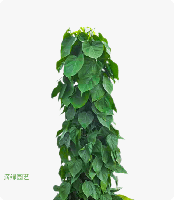心叶藤