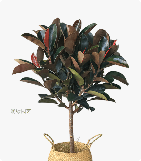 棒棒糖黑金刚