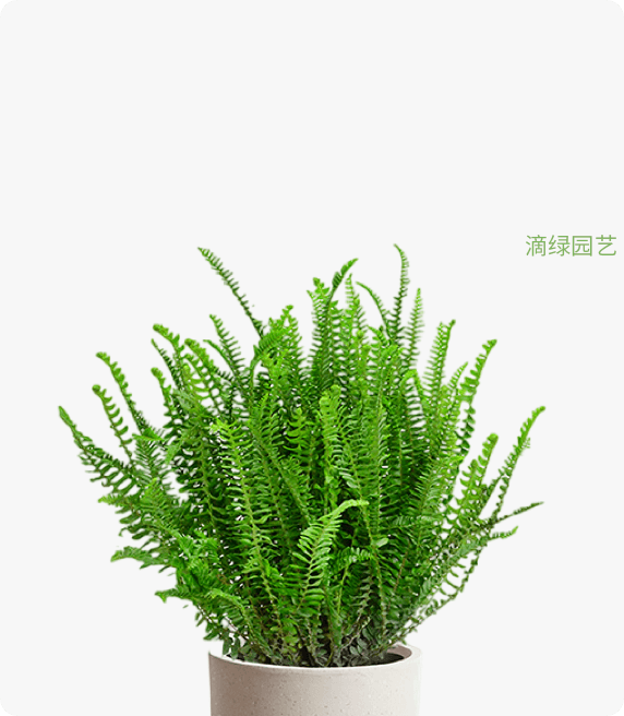 肾蕨