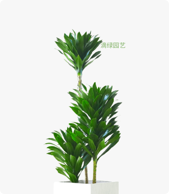 造型太阳神