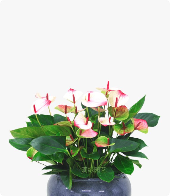 蜜桃红唇