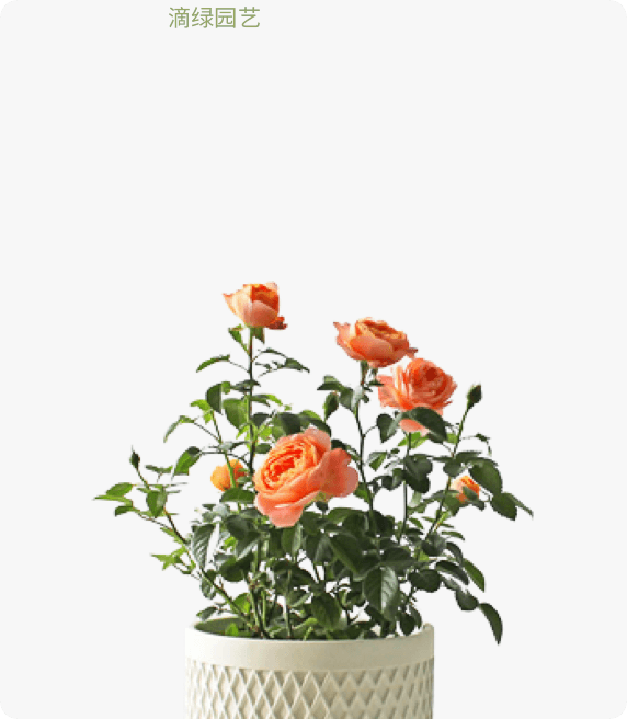 小玫瑰花