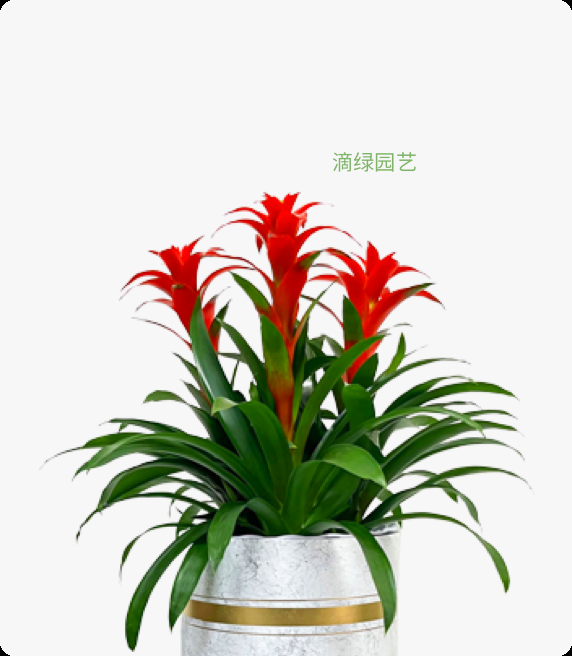 三枝装凤梨、鸿运当头