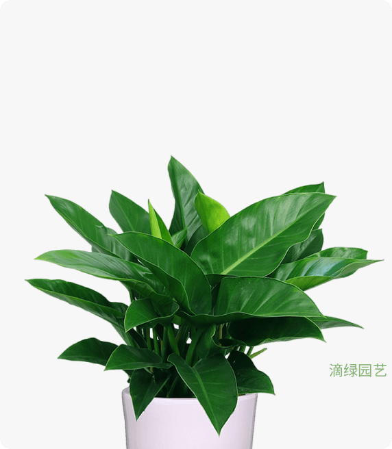 绿公子