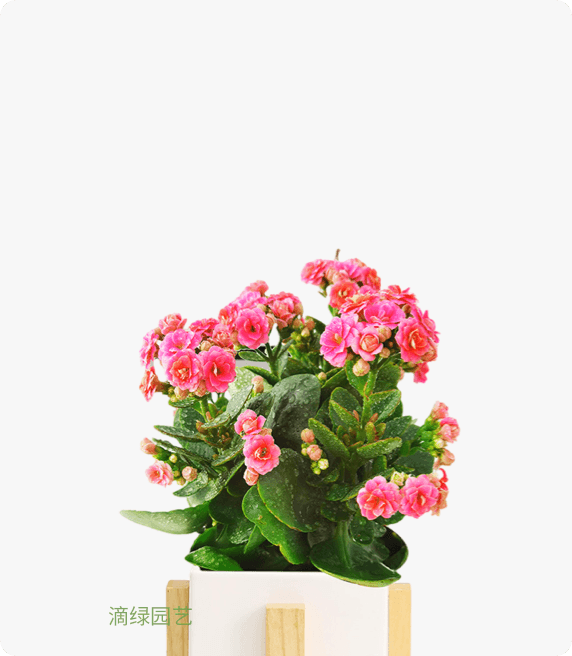 长寿花    圣诞伽蓝菜