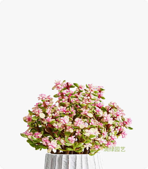 金枝玉叶  银杏木
