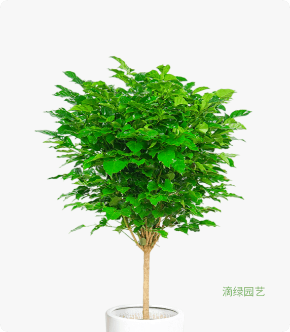 棒棒糖幸福树