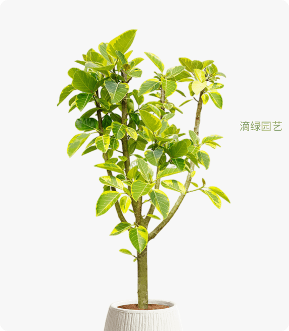 造型黄金榕