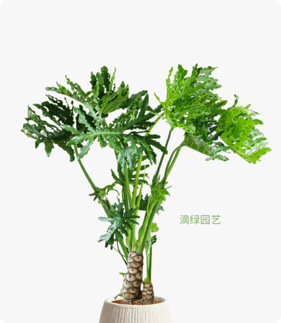 龙鳞春羽