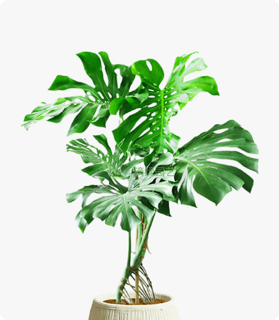 造型龟背竹