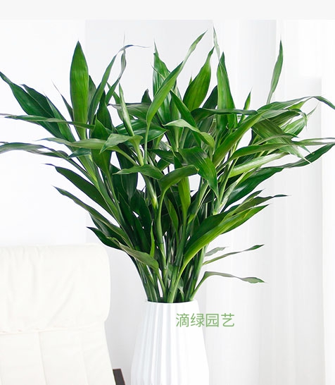 富贵竹