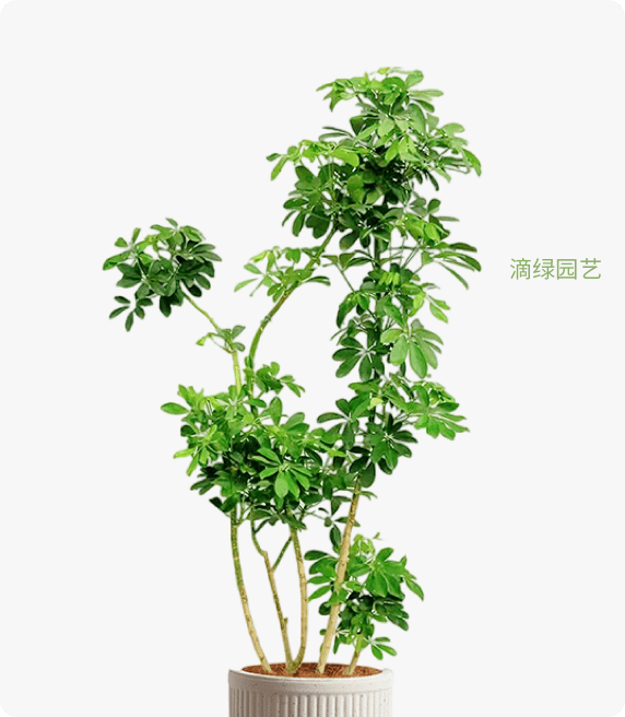 造型鸭掌木