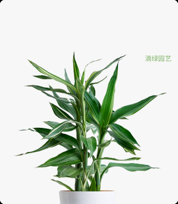 女王竹