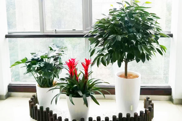 上海绿植养护专家布置植物与其他陈设物之间要搭配和谐