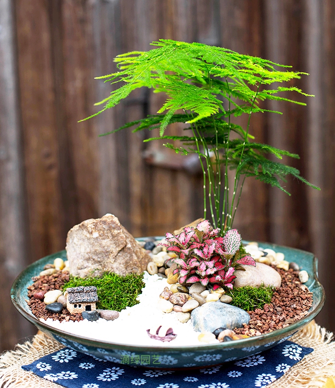 文竹+苔藓+彩叶组合