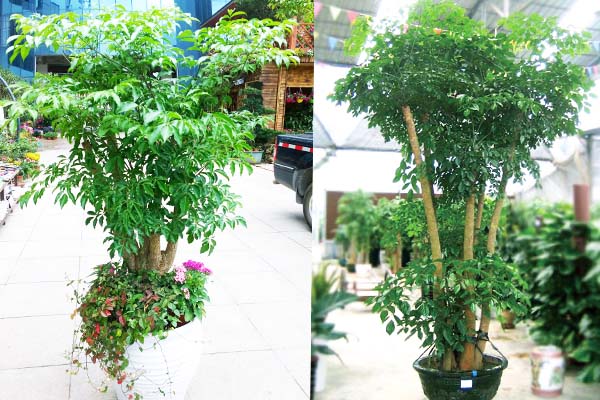 上海植物租赁过程中办公室里的幸福树要怎么养