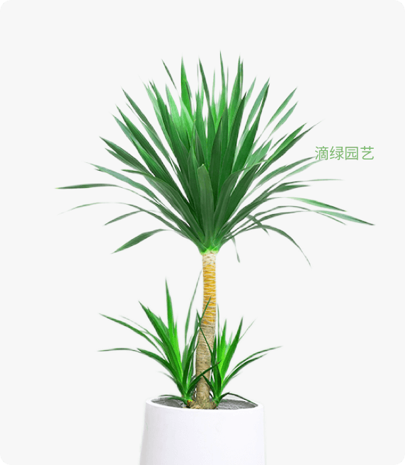 龙血树
