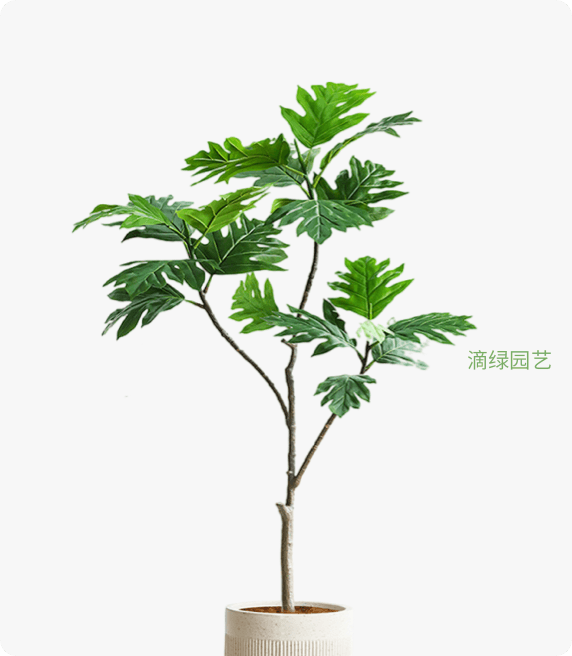 面包树