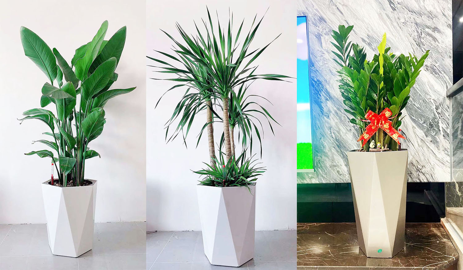 常用上海绿植租摆植物有哪些？