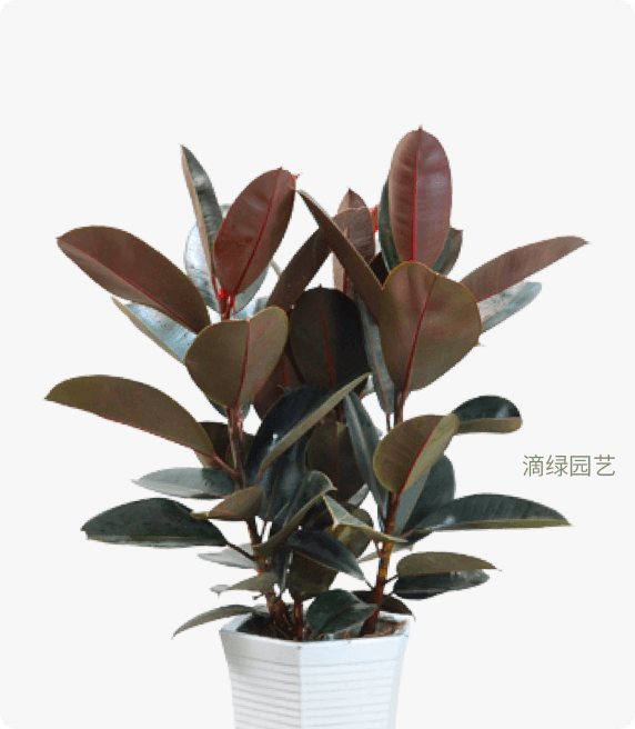 橡皮树