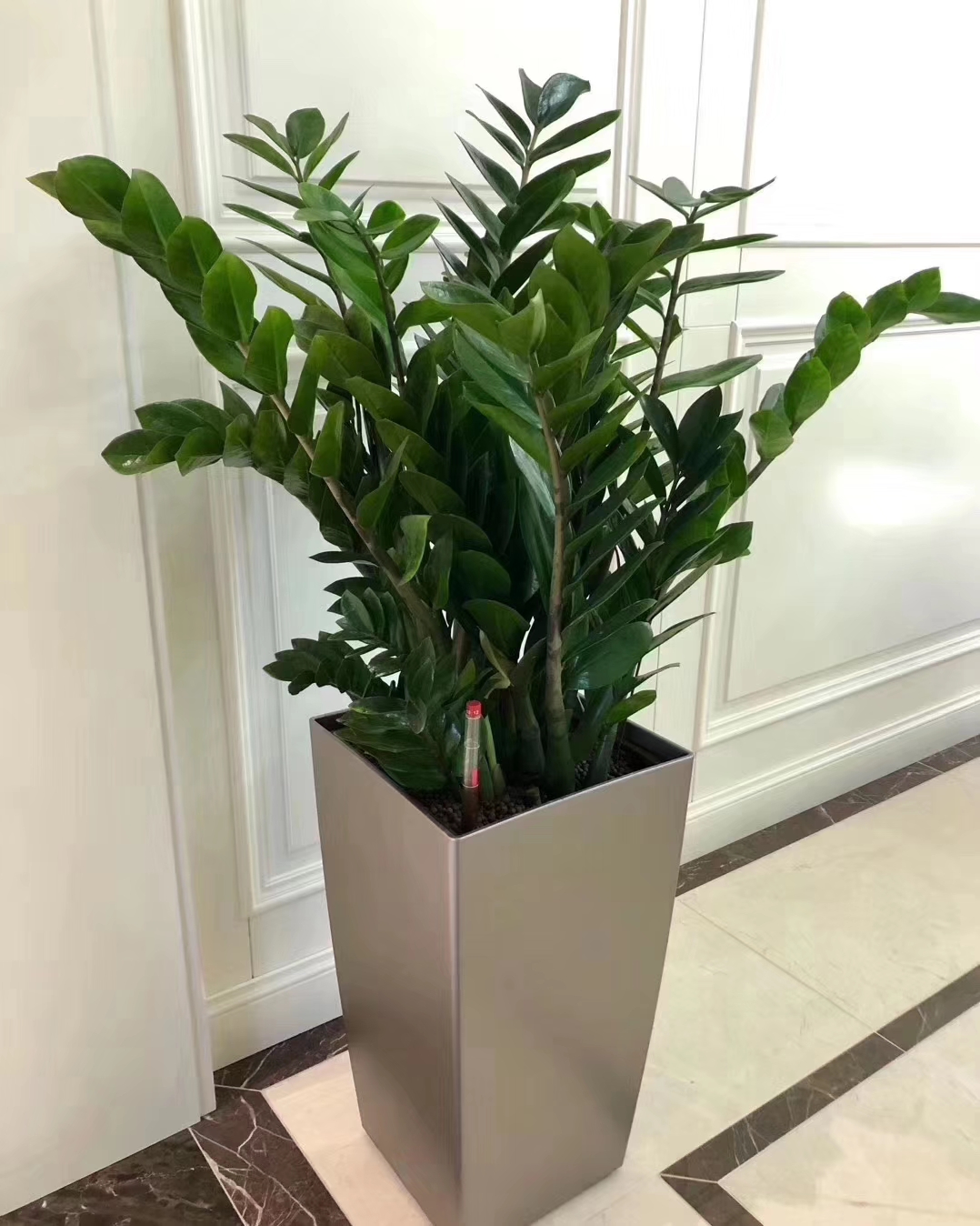 金钱树在绿植租摆过程中的栽培和病害防治问题