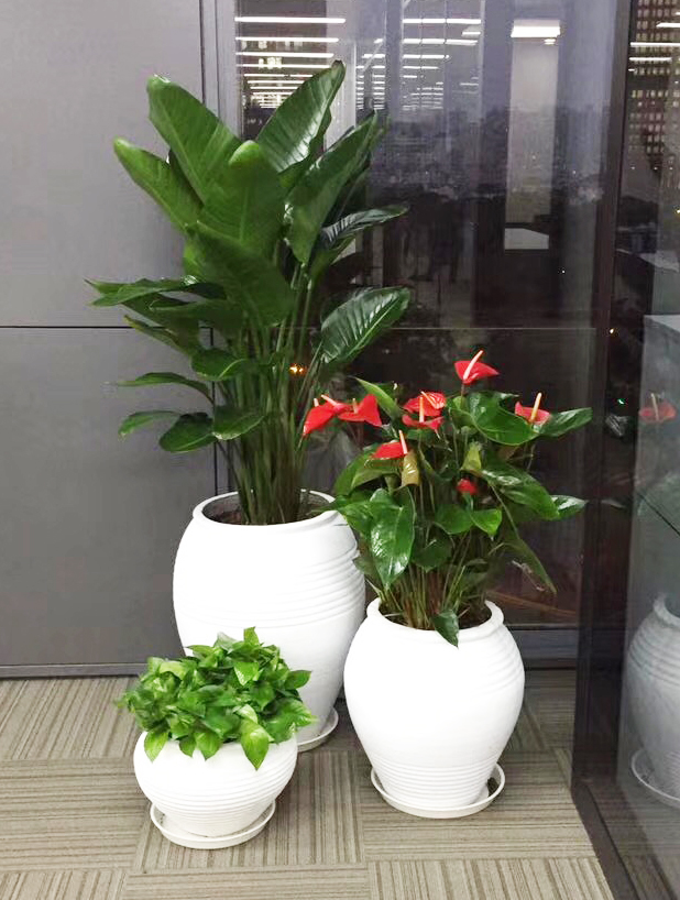 虹桥商务区花卉绿植租摆  办公区