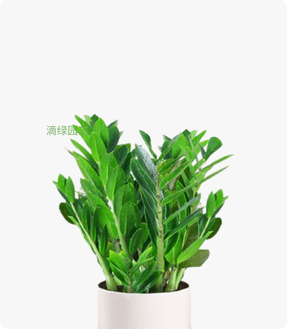 小金钱树